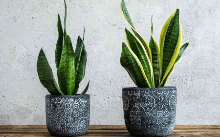 Incorporating live plants into home decor is a practice that transcends mere aesthetics, blending elements of art, nature, and personal well-being.