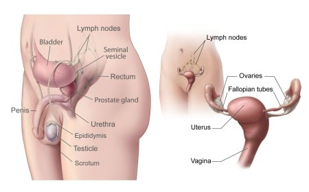 The Female Clitoris VS The male penis