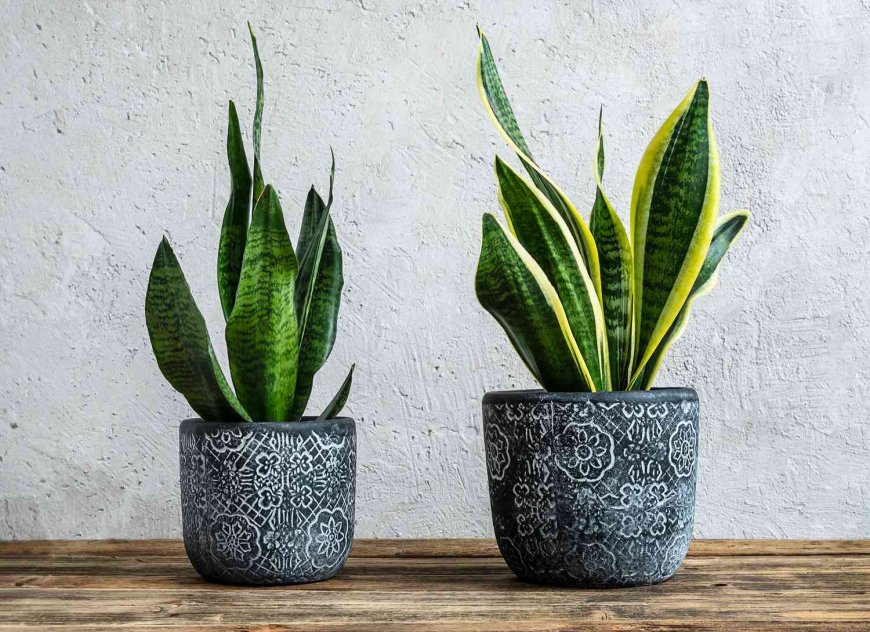 Incorporating live plants into home decor is a practice that transcends mere aesthetics, blending elements of art, nature, and personal well-being.