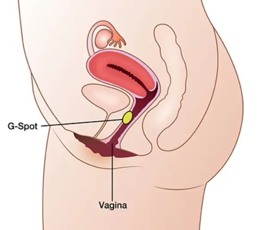 The Essentials of Sexual Pleasure - Vaginal Sensitivity