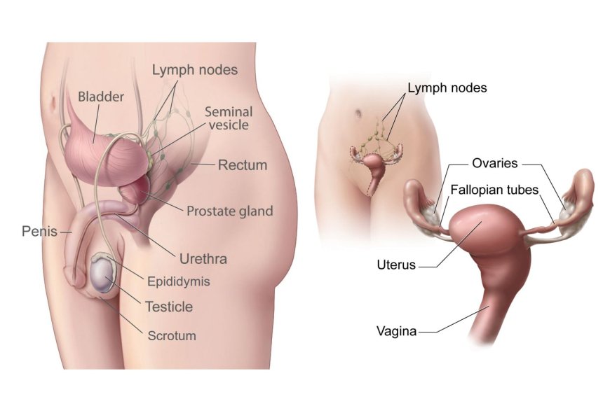 The Female Clitoris VS The male penis