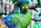 KELLY CLARKSON CLASHES WITH LUXURY TOY STORE OVER $15,000 SINGING BIRD!