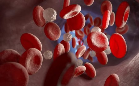Christmas Disease: A Closer Look