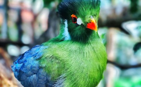Lessons from the Birds