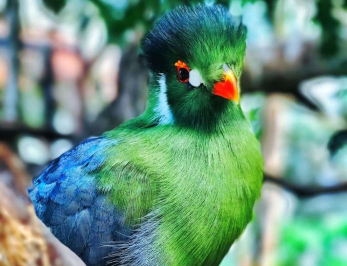 KELLY CLARKSON CLASHES WITH LUXURY TOY STORE OVER $15,000 SINGING BIRD!
