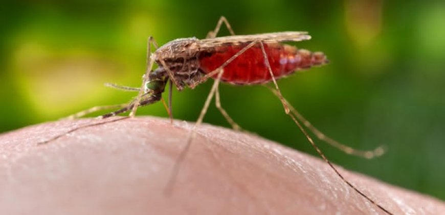 Effective Treatment for Acute/Complicated Malaria