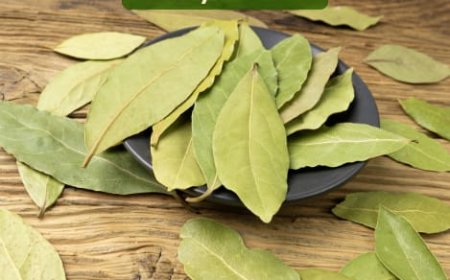 A Natural Remedy for Alcoholism: