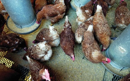 Federal Government Confirms Avian Influenza Outbreak in Kano State