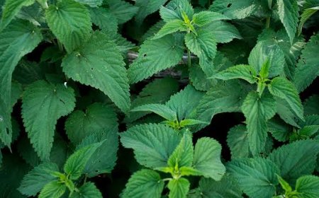 Nettle and Dandelion