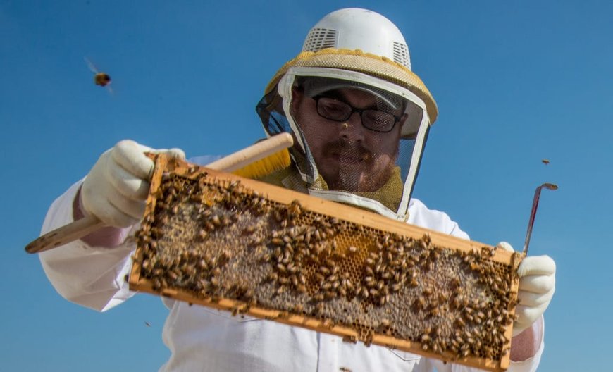 The Truth About Honey: Harvesting Authenticity