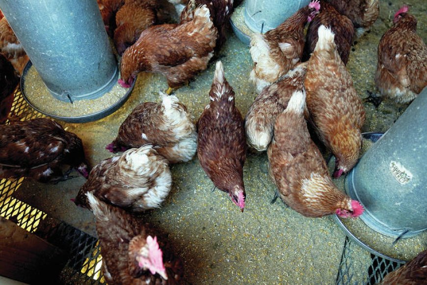 Federal Government Confirms Avian Influenza Outbreak in Kano State