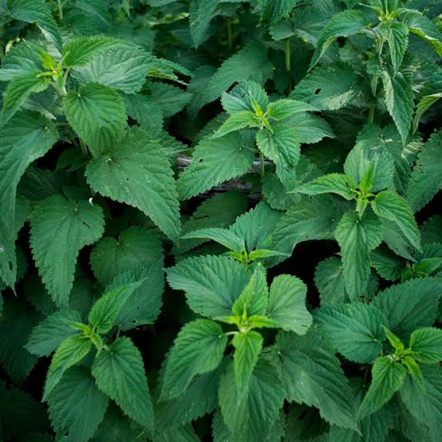 Nettle and Dandelion