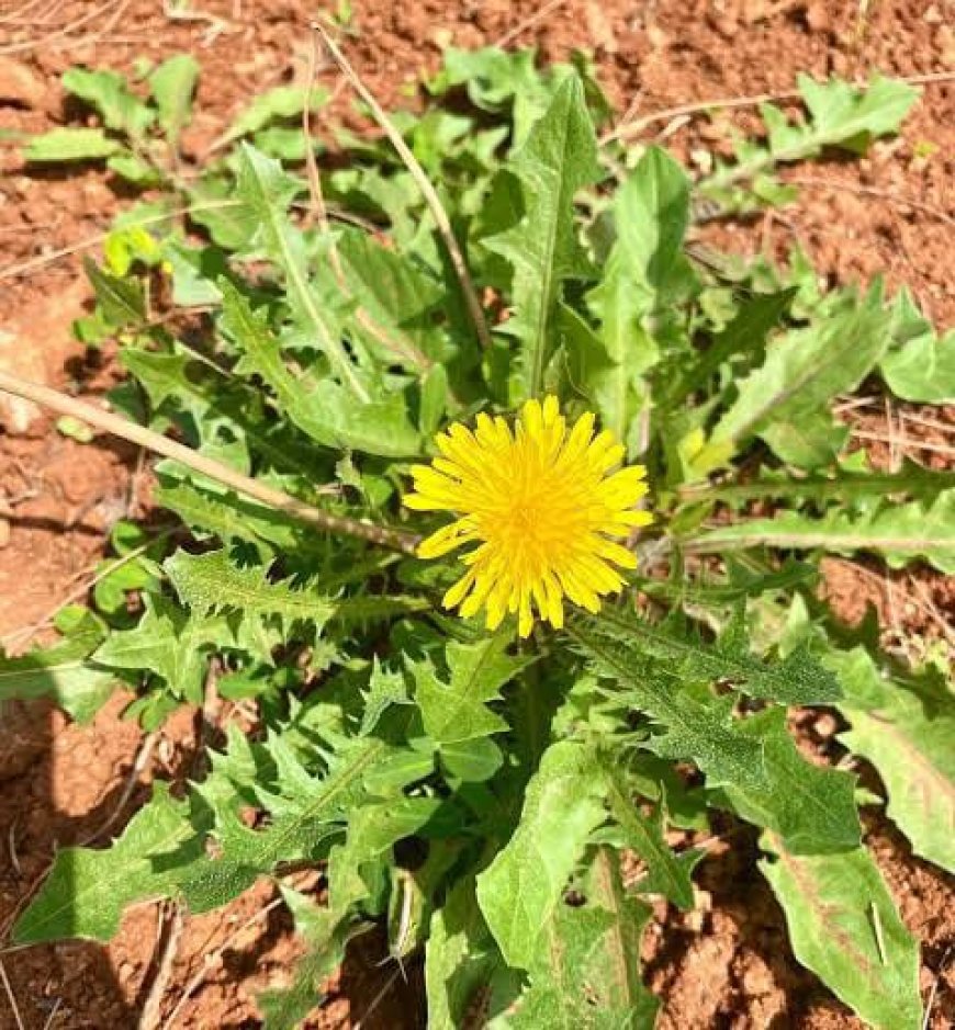 Nettle and Dandelion