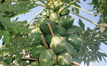 Health Benefits of Papaya Leaf