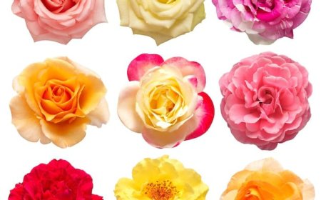 Flowers have long been celebrated not just for their beauty but also for their potential healing properties