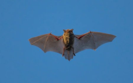 New Bat Coronavirus Discovered in China Raises Concerns Over Potential Human Transmission