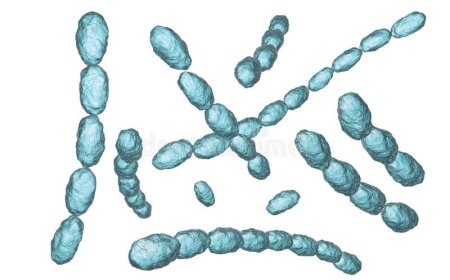 Syphilis and Chancroid