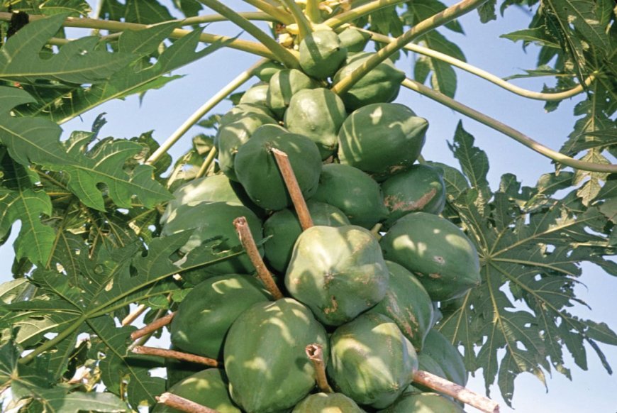 Health Benefits of Papaya Leaf