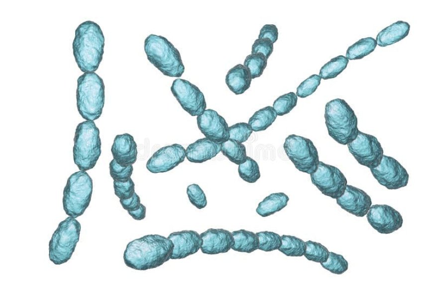 Syphilis and Chancroid