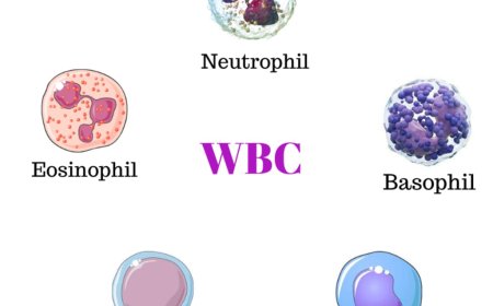 *Leukocytes and Their Functions*