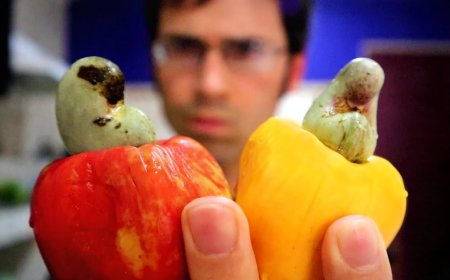 ⚠ *Benefits of Cashew Fruit