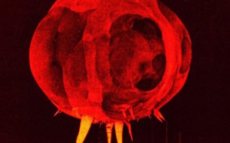 The Rapatronic Camera: Capturing the First Moments of a Nuclear Explosion