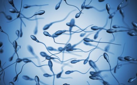 *Sperm Survival in the Reproductive Tract
