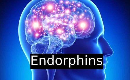 What Triggers the Release of Endorphins?