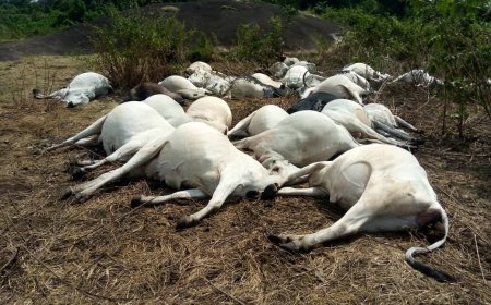 Plateau State Probes Alleged Poisoning of 36 Cows, Calls for Calm