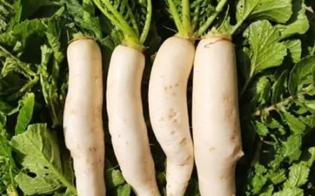 *Muli ----- The Detoxifier