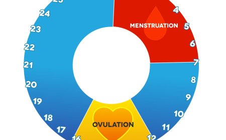 Women with shorter menstrual cycles and longer flow days may have an increased likelihood of becoming pregnant after unprotected sex