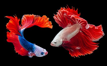 *How to Know a Pet Fish