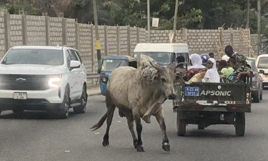 Stray Cattle in Kumasi to Be Slaughtered and Used for Prisoner Meals, Warns Mayor