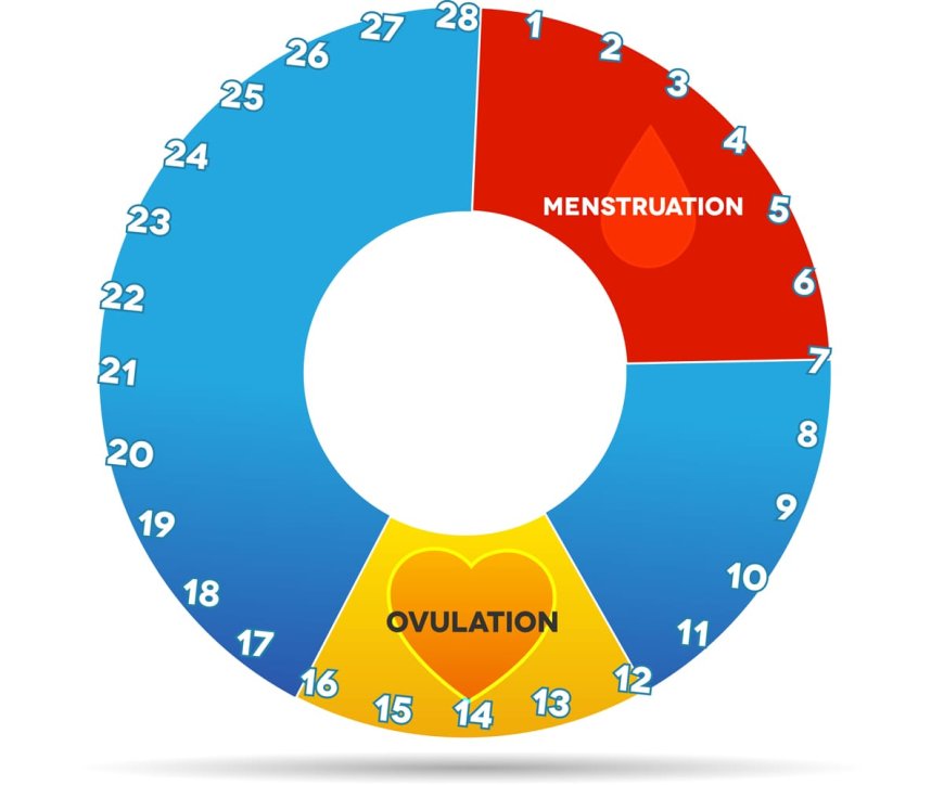 Women with shorter menstrual cycles and longer flow days may have an increased likelihood of becoming pregnant after unprotected sex