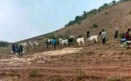 Cows Die After Grazing on Chemically Treated Farmland in Plateau Stat
