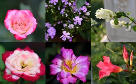 *Medicinal Flowers and Their Uses*