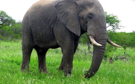 Elephant Spotted in Ilotombi Community, Rivers State
