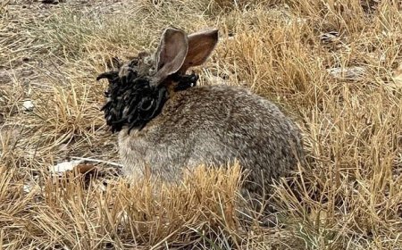 Rare Virus Outbreak in Colorado Infects Rabbits with Unusual Growths
