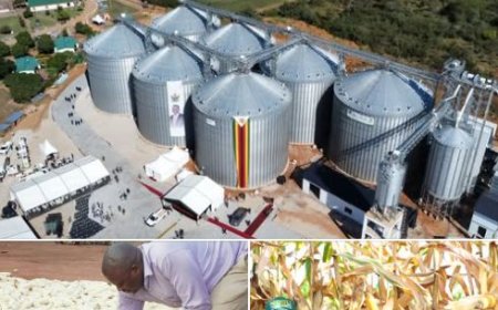Zimbabwe Halts Maize Imports After Bumper 2025 Harvest