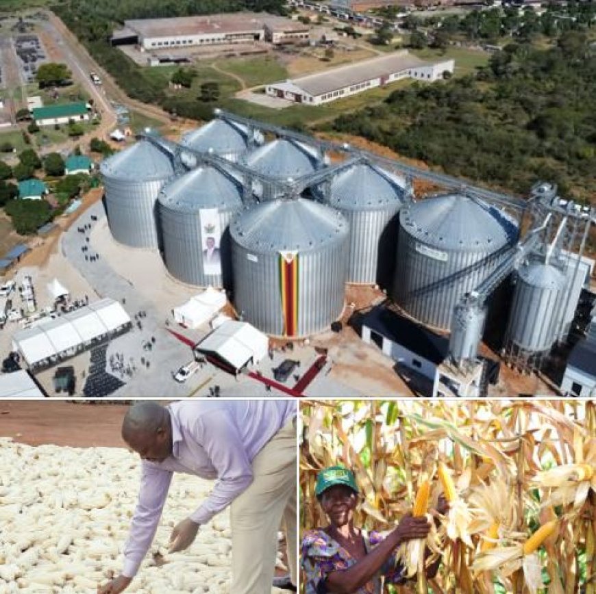 Zimbabwe Halts Maize Imports After Bumper 2025 Harvest