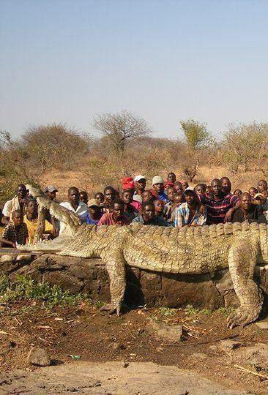 Army Called In as Giant Crocodile Terrorizes Villagers