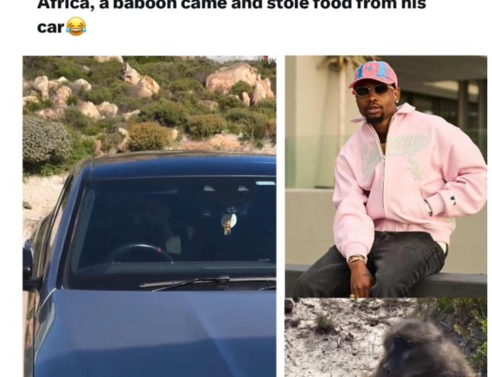 Baboon Raids Yhemolee’s Car During South Africa Vacation