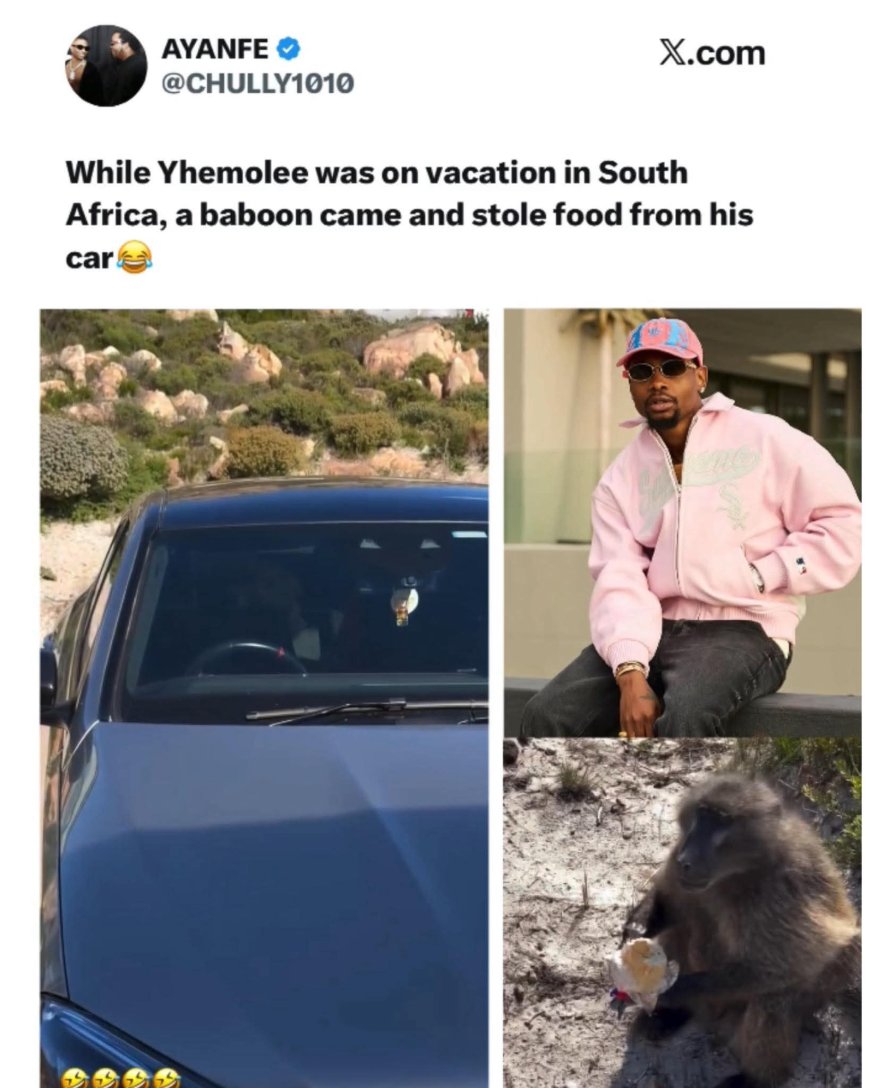 Baboon Raids Yhemolee’s Car During South Africa Vacation