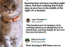 Cats and feeling like gods