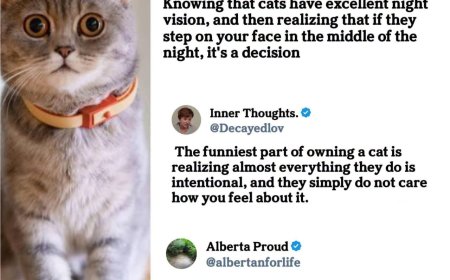 Cats and feeling like gods