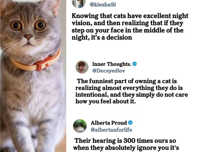 Cats and feeling like gods