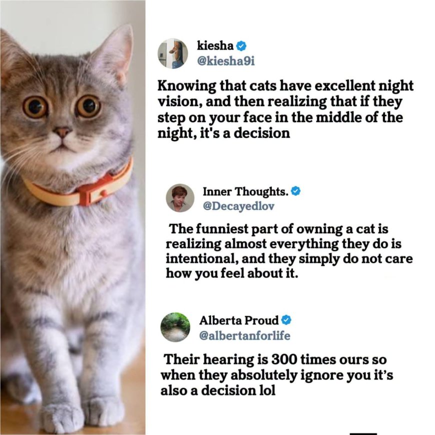 Cats and feeling like gods