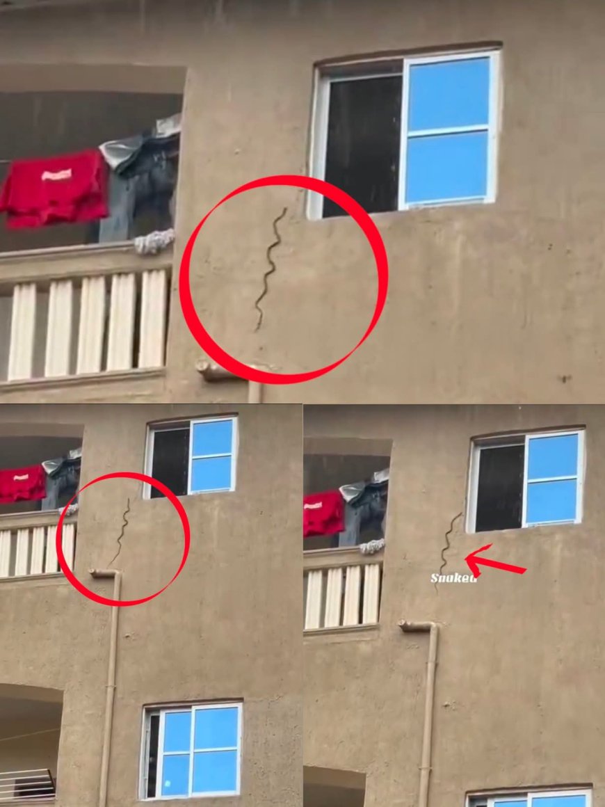Snake spotted trying to enter one of the flats in 3 storey building