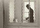 SOUTH AFRICAN MAN SENTENCED TO 20 YEARS FOR RAPING HIS MOTHER