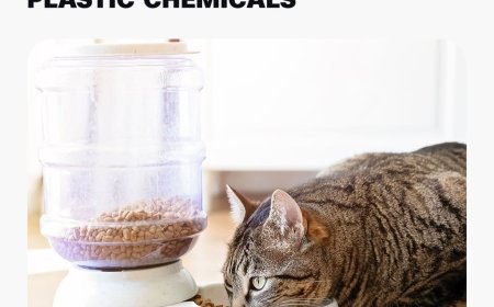 NEW INVESTIGATION RAISES CONCERNS OVER CONTAMINANTS IN CAT FOOD